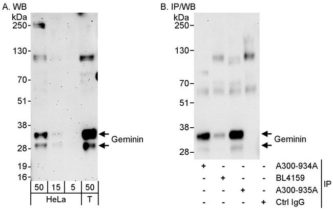 Geminin Antibody in Western Blot (WB)