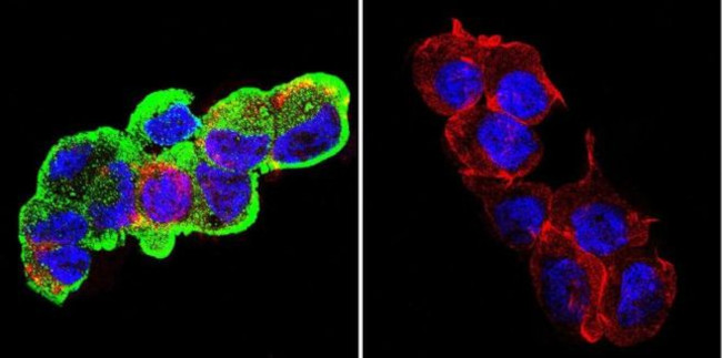 GRP94 Antibody in Immunocytochemistry (ICC/IF)