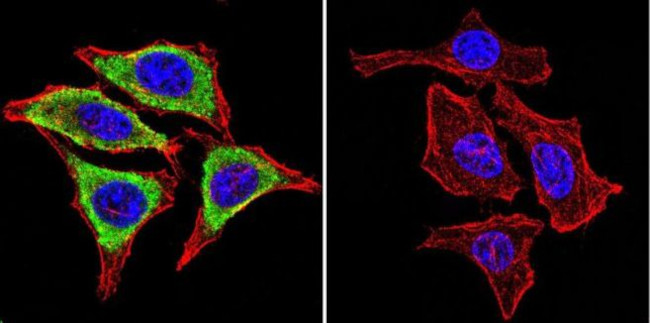 GRP94 Antibody in Immunocytochemistry (ICC/IF)