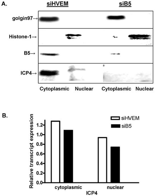 Golgin-97 Antibody in Western Blot (WB)