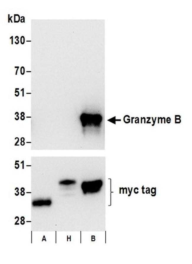 Granzyme B Antibody in Western Blot (WB)