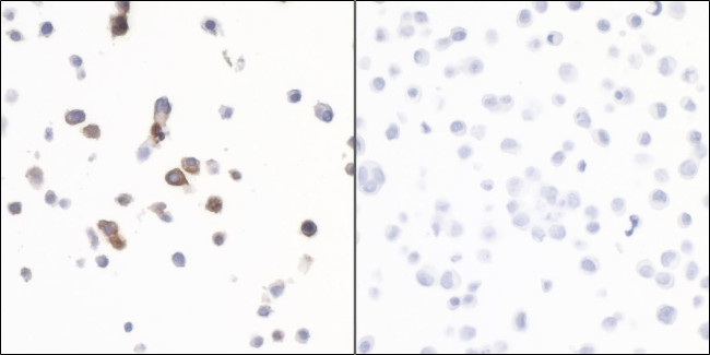 Granzyme B Antibody in Immunocytochemistry (ICC/IF)