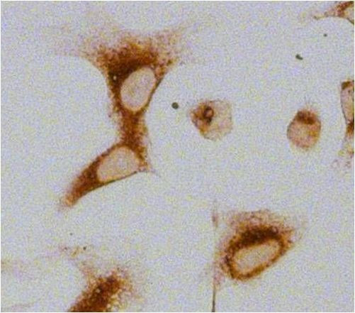 GRP94 Antibody in Immunocytochemistry (ICC/IF)