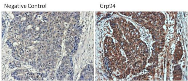 GRP94 Antibody in Immunohistochemistry (Paraffin) (IHC (P))