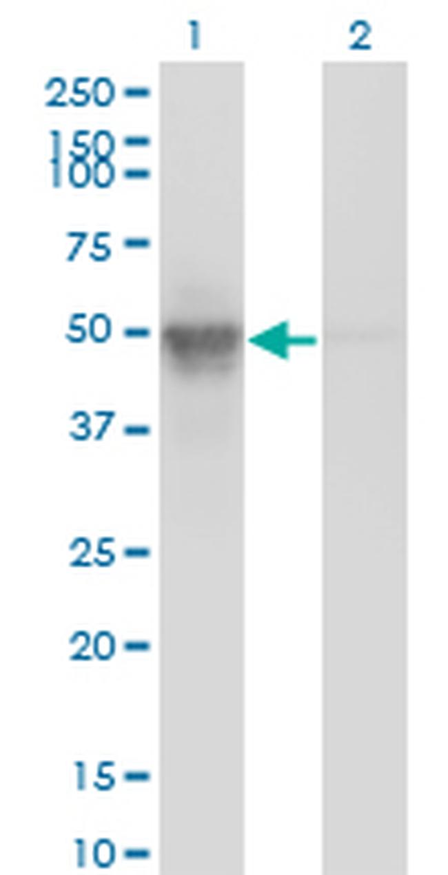 ACTL6A Antibody in Western Blot (WB)