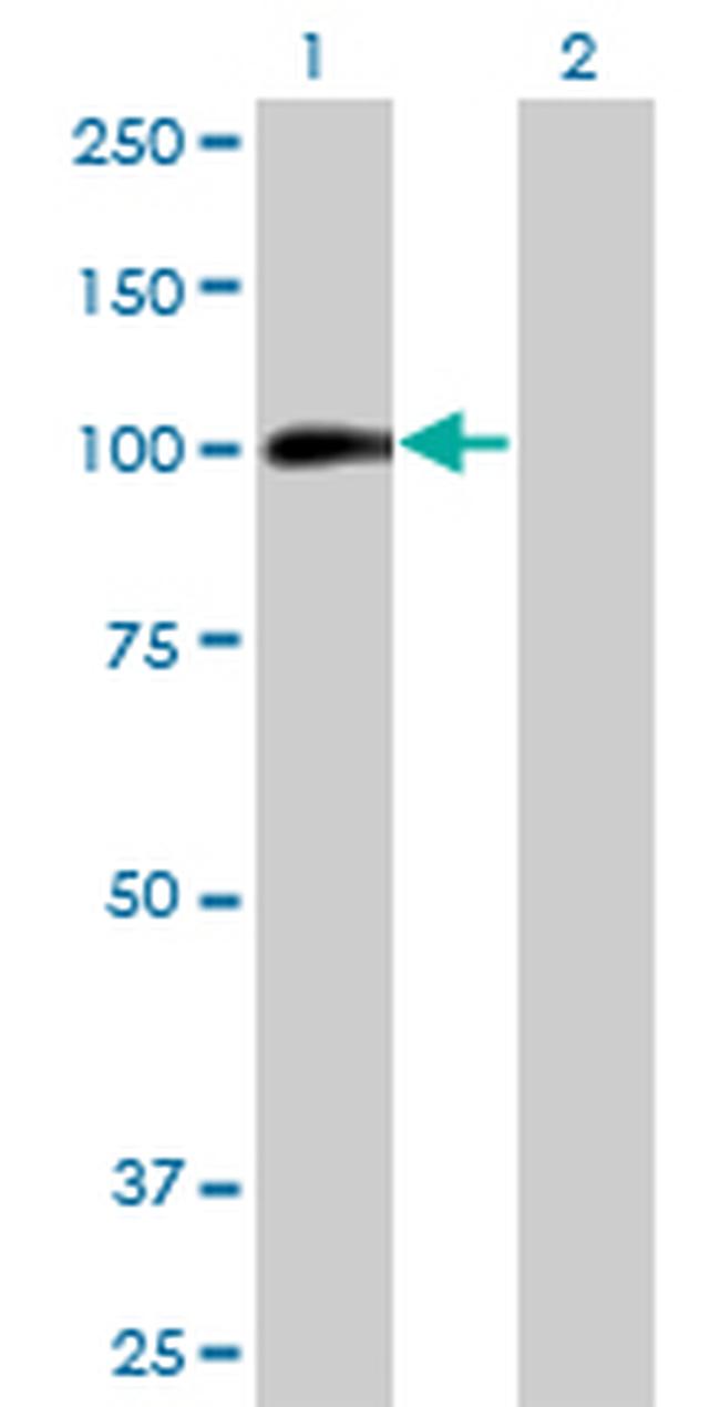 AHR Antibody in Western Blot (WB)