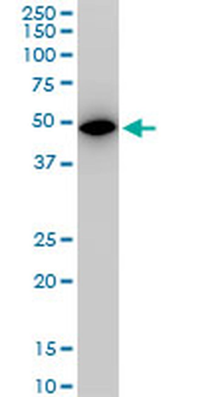 ALDOA Antibody in Western Blot (WB)