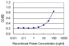 ANG Antibody in ELISA (ELISA)