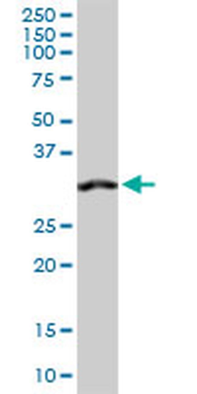 ANXA4 Antibody in Western Blot (WB)