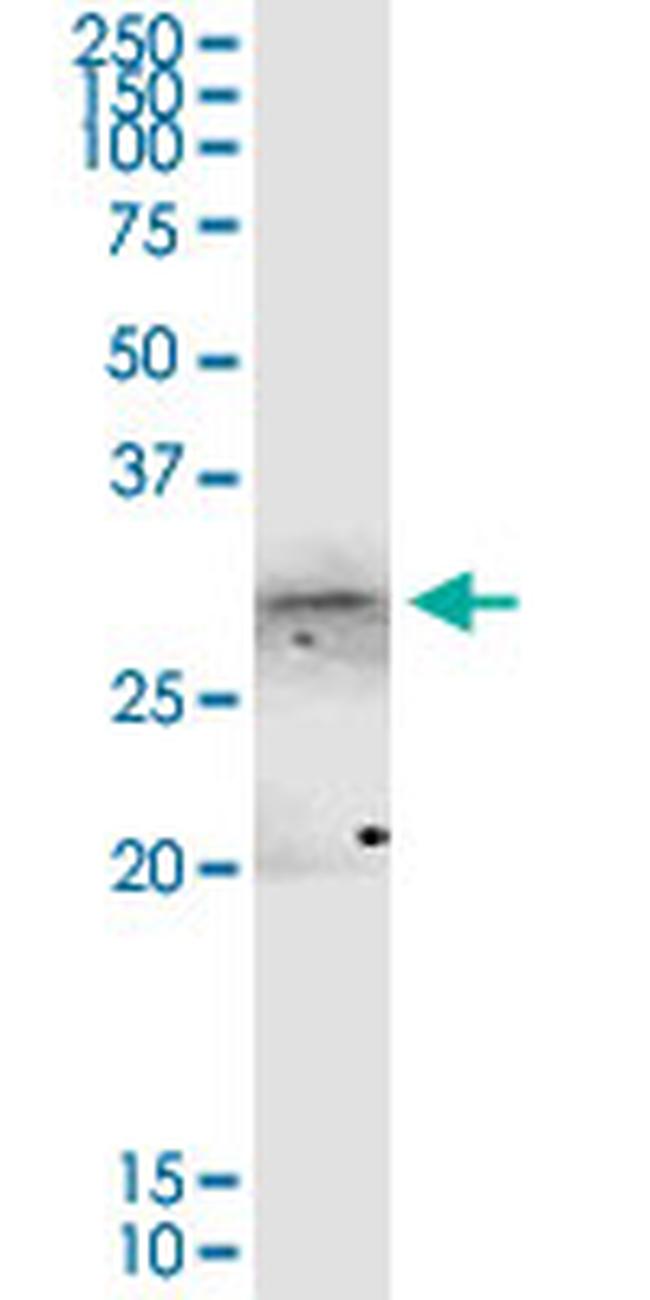 ANXA4 Antibody in Western Blot (WB)