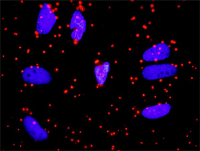 APOA1 Antibody in Proximity Ligation Assay (PLA) (PLA)