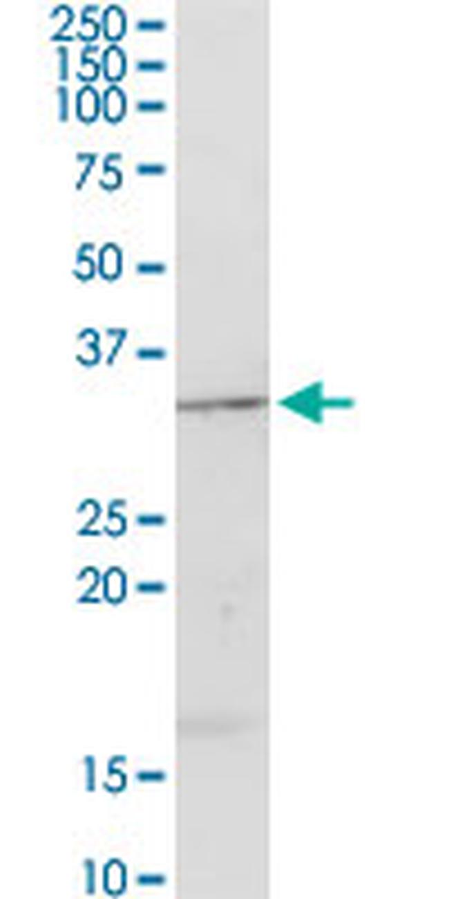 APOA1 Antibody in Western Blot (WB)