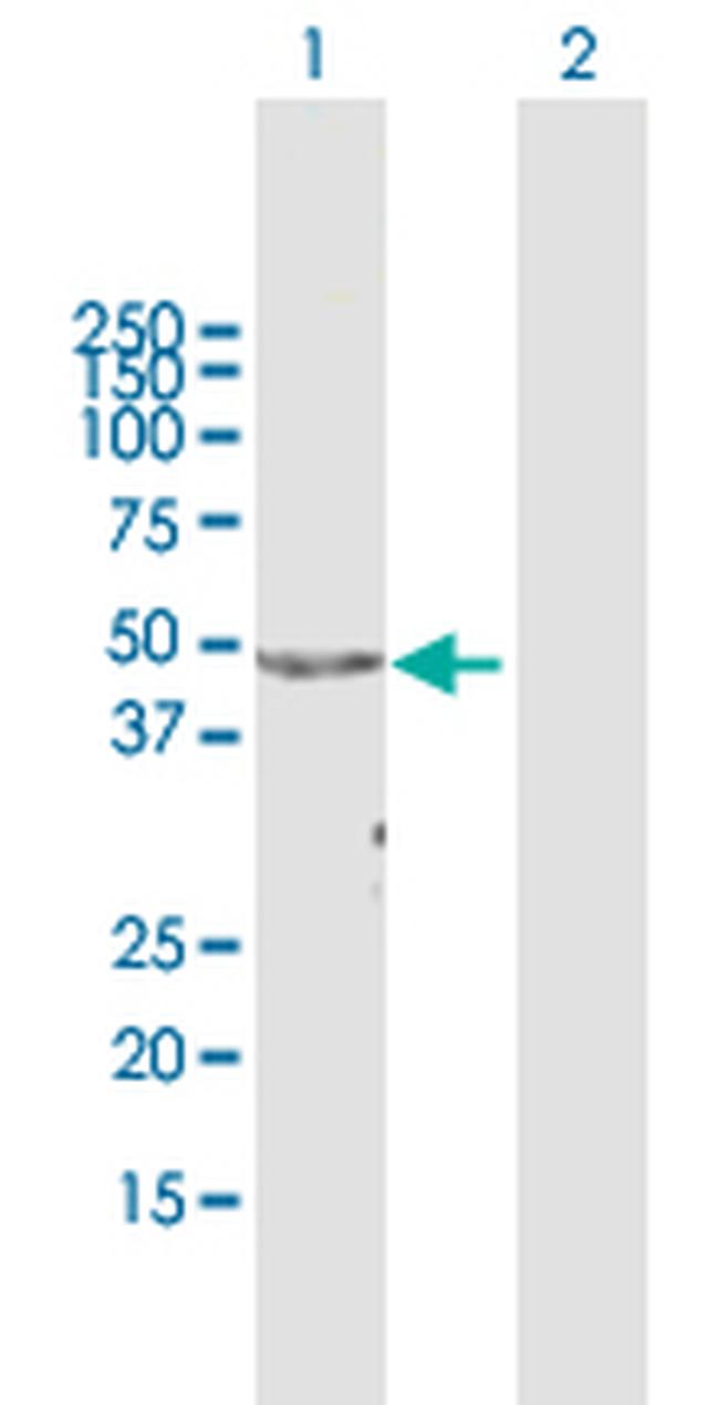 APOA4 Antibody in Western Blot (WB)