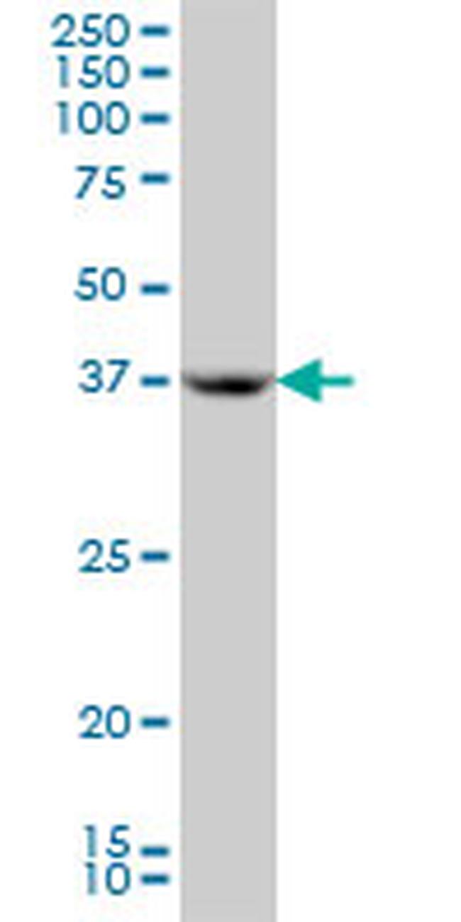 APOH Antibody in Western Blot (WB)