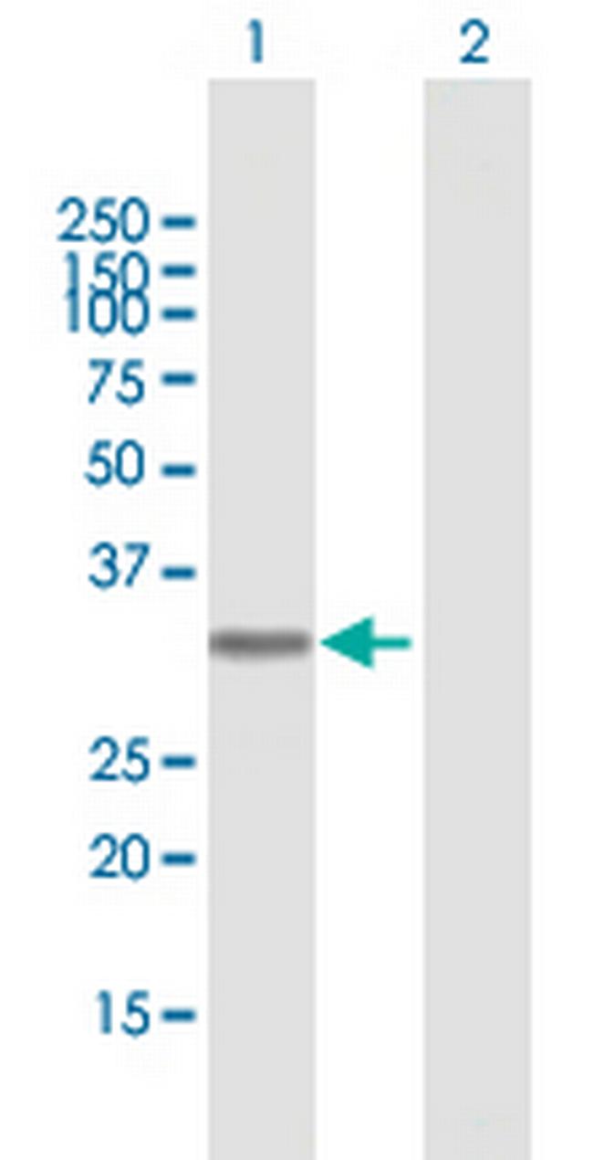 AZU1 Antibody in Western Blot (WB)