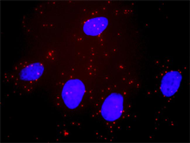 BID Antibody in Proximity Ligation Assay (PLA) (PLA)