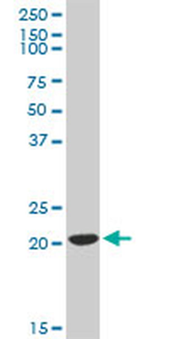 BID Antibody in Western Blot (WB)