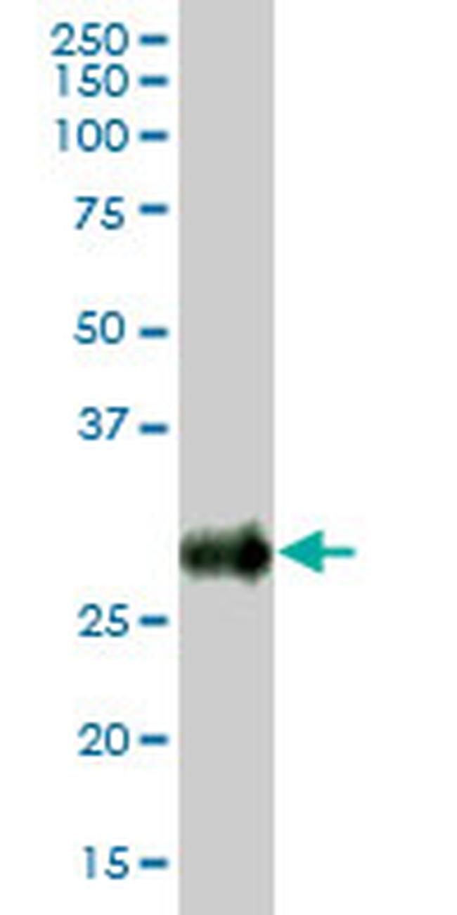 BST2 Antibody in Western Blot (WB)