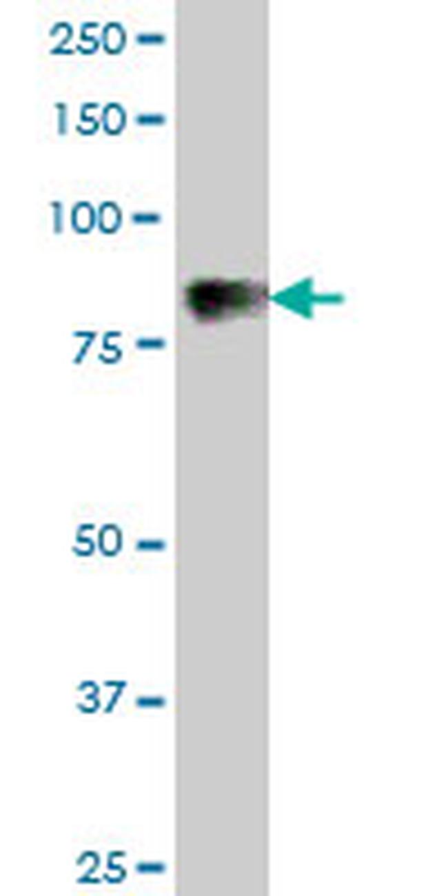 C1S Antibody in Western Blot (WB)