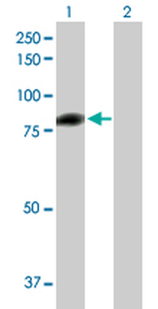 C1S Antibody in Western Blot (WB)