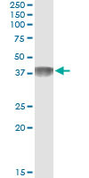 C4BPB Antibody in Immunoprecipitation (IP)