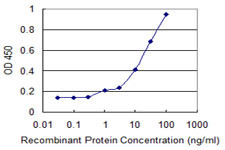 FMNL1 Antibody in ELISA (ELISA)