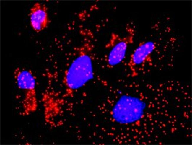 CAMK2G Antibody in Proximity Ligation Assay (PLA) (PLA)