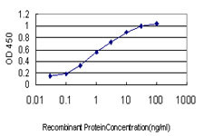 CAPZB Antibody in ELISA (ELISA)