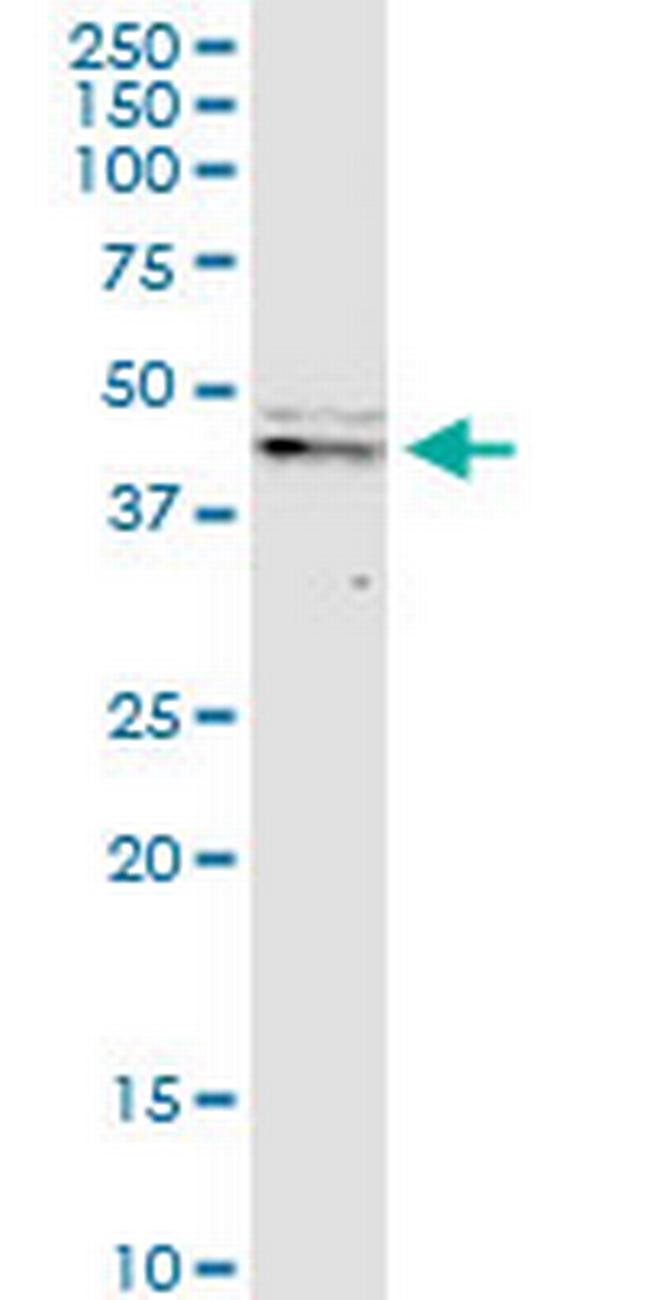 CASP9 Antibody in Western Blot (WB)
