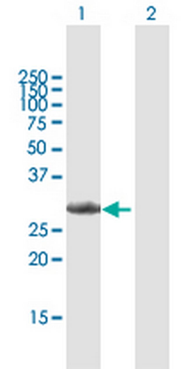 CCND3 Antibody in Western Blot (WB)