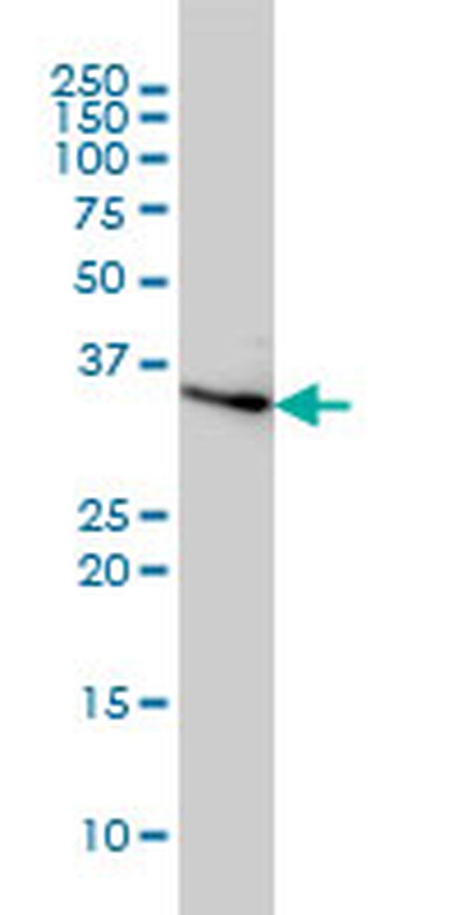 CCNH Antibody in Western Blot (WB)