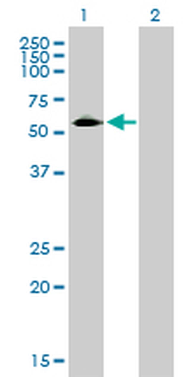 CD33 Antibody in Western Blot (WB)