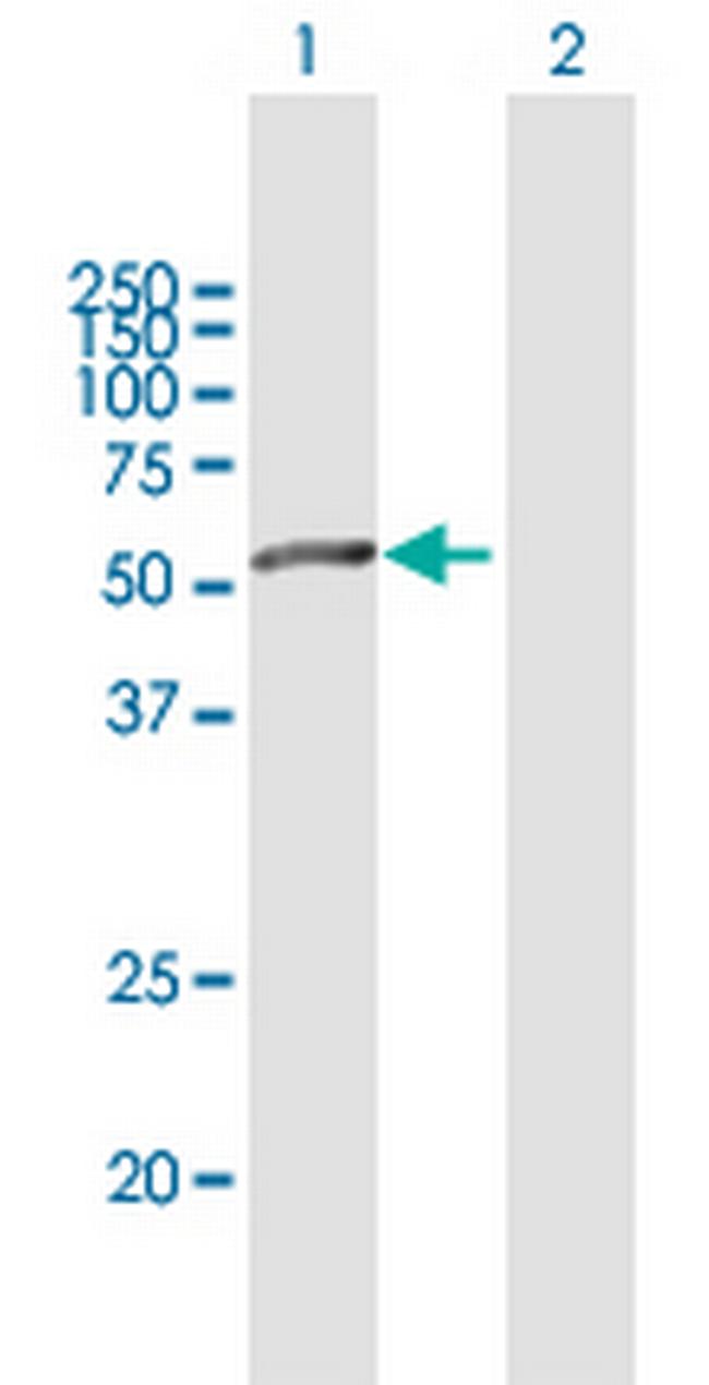 SIGLEC6 Antibody in Western Blot (WB)