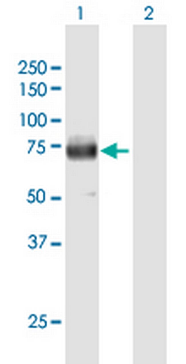SCARB2 Antibody in Western Blot (WB)