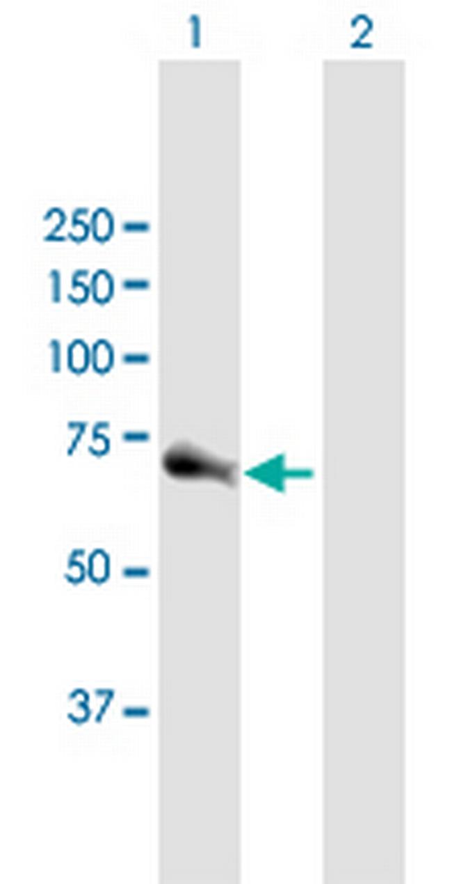 CDC25A Antibody in Western Blot (WB)