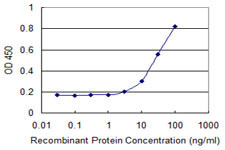 CDX1 Antibody in ELISA (ELISA)