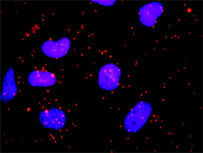 CLTC Antibody in Proximity Ligation Assay (PLA) (PLA)