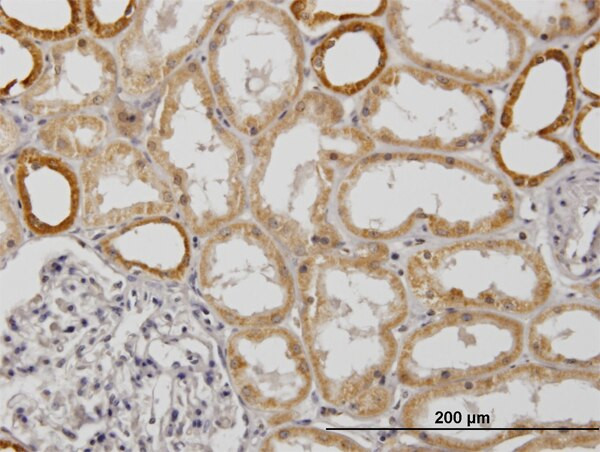 COX6B1 Antibody in Immunohistochemistry (Paraffin) (IHC (P))