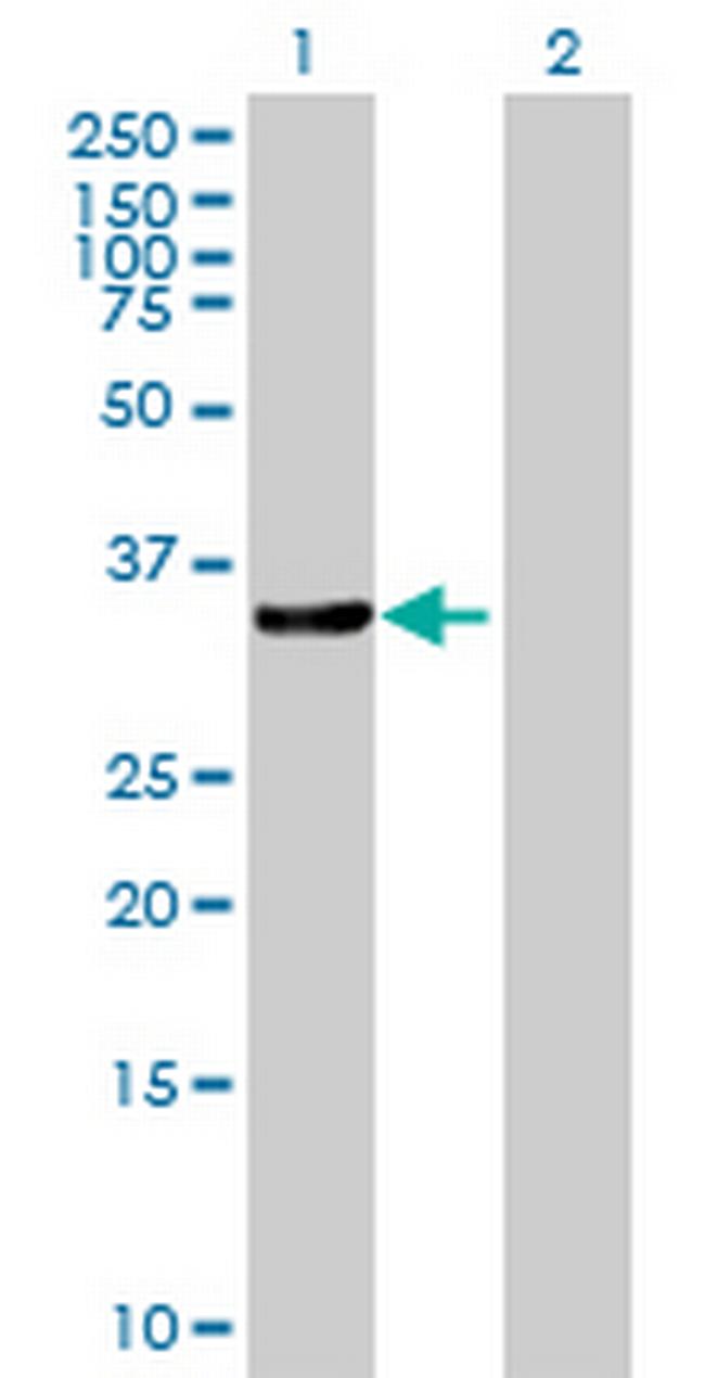 CRKL Antibody in Western Blot (WB)