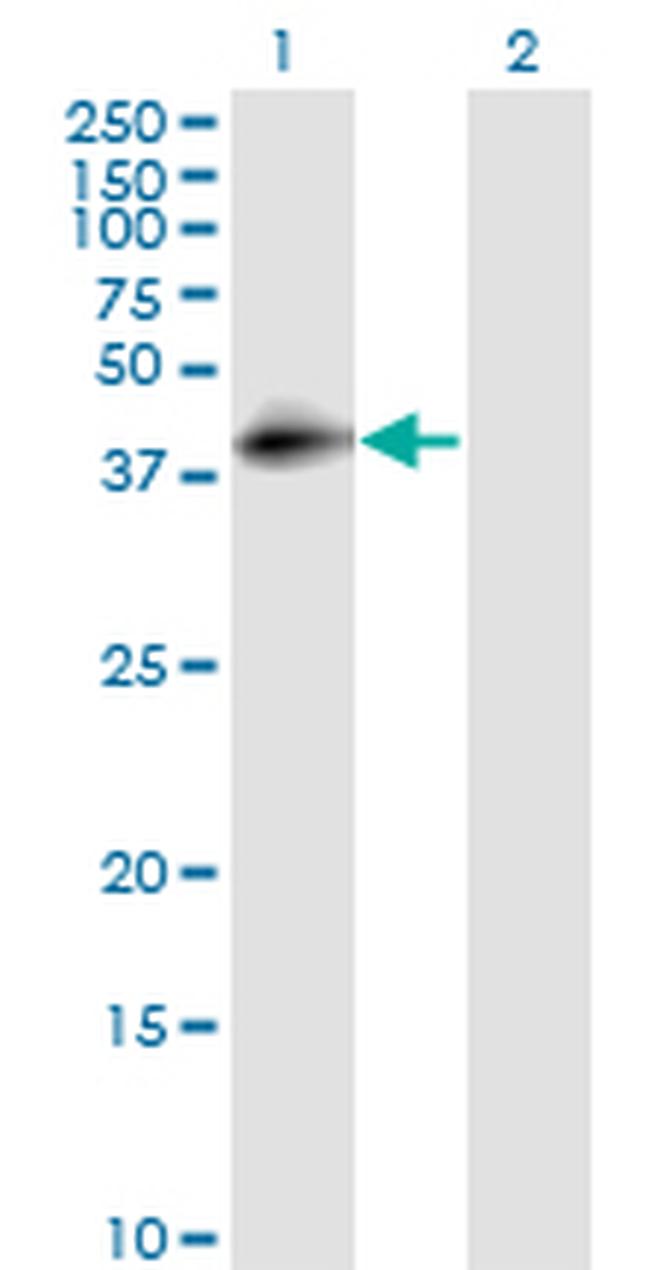 DAF Antibody in Western Blot (WB)