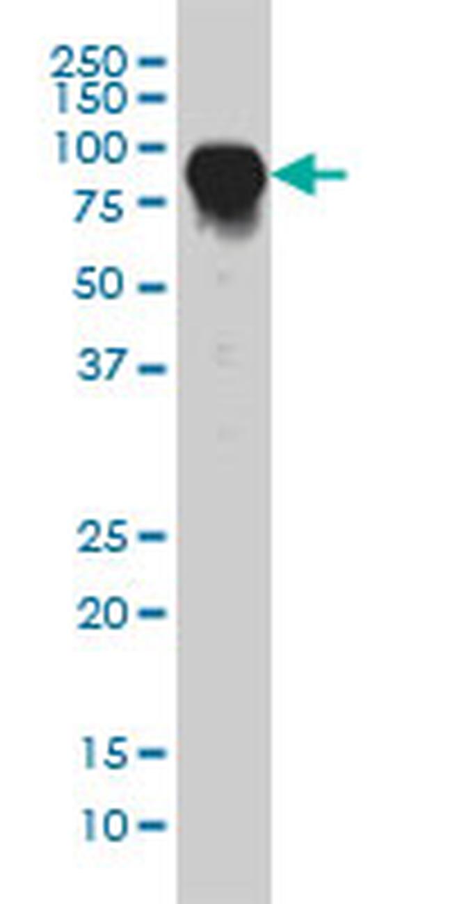 DAF Antibody in Western Blot (WB)