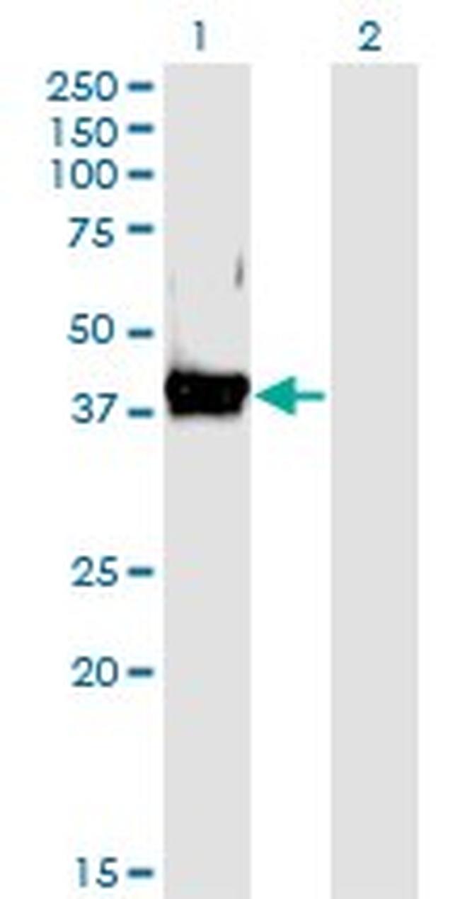 DAF Antibody in Western Blot (WB)