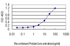 NQO1 Antibody in ELISA (ELISA)
