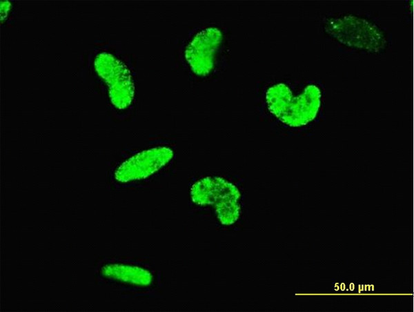 ARID3A Antibody in Immunocytochemistry (ICC/IF)