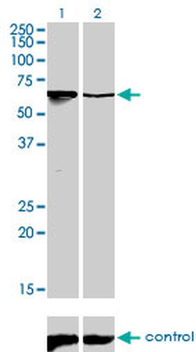 ARID3A Antibody in Western Blot (WB)