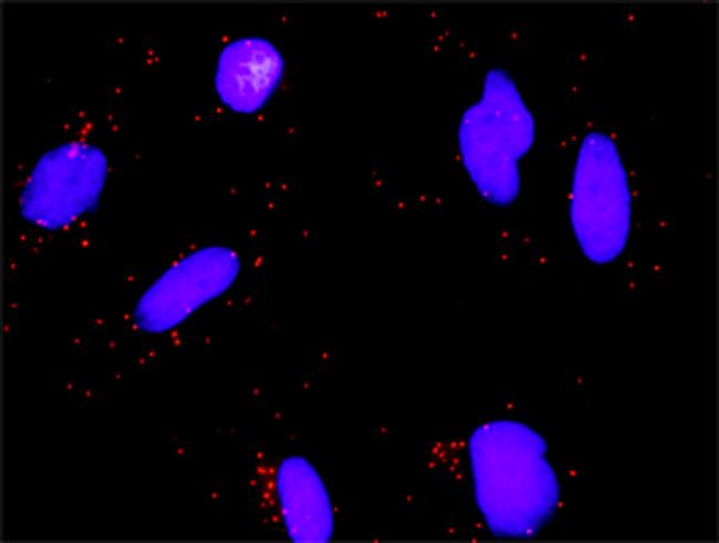 E2F3 Antibody in Proximity Ligation Assay (PLA) (PLA)