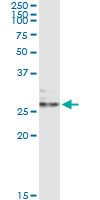 EFNA3 Antibody in Immunoprecipitation (IP)