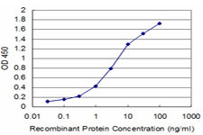 EGR1 Antibody in ELISA (ELISA)