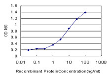 FBL Antibody in ELISA (ELISA)