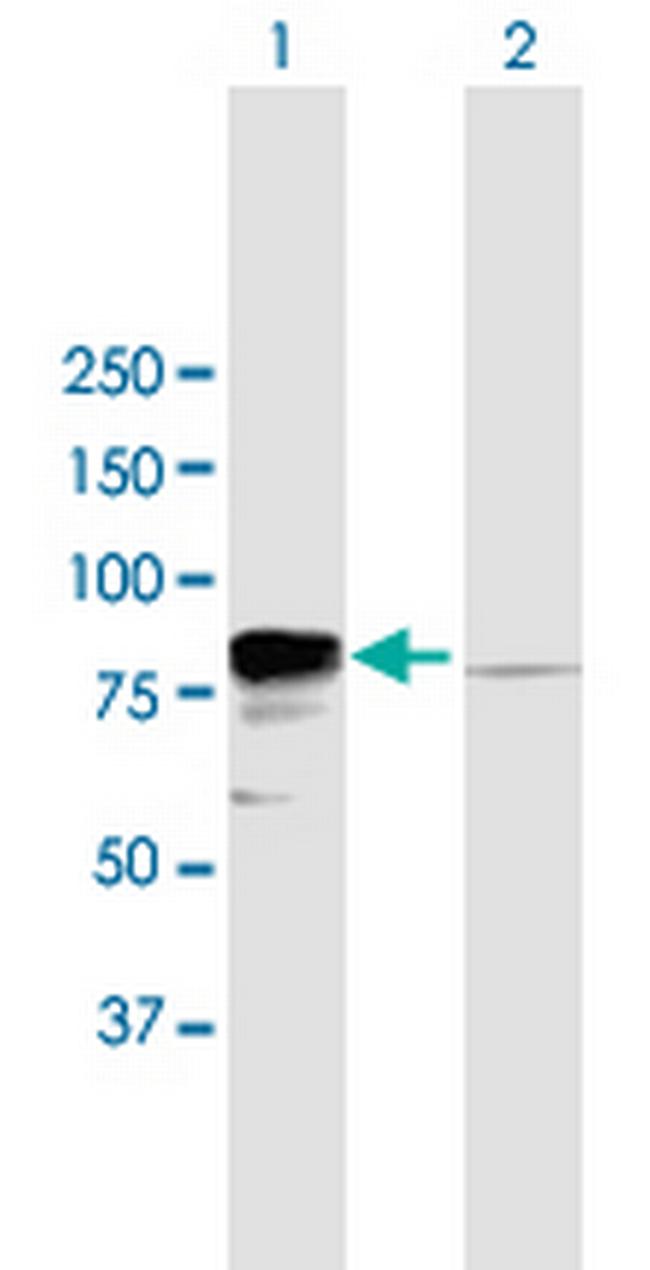 EWSR1 Antibody in Western Blot (WB)